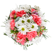 This elegantly styled bouquet, a luminous tribute to Morden's spirited charm, radiates both joy and tranquility-a testament to the artistry of local florists. At the heart of the arrangement, vibrant white daisies with chartreuse centers bloom with cheerful energy, complemented by plush coral-pink carnations whose ruffled textures add a soft, welcoming depth. Wispy clouds of white gypsophila thread through the composition, casting a gentle, starry light reminiscent of a calm evening stroll past Morden Hall Park. Hints of blushed alstroemeria buds and streaked petals peek out, adding a refined touch and suggesting the unfolding of new beginnings. The bouquet's rounded shape is framed by cool eucalyptus leaves and rich green sprigs, which ground the colours and offer a subtle aroma that speaks of green spaces nearby. Each flower is thoughtfully placed to create a sense of abundant beauty, perfect for occasions that celebrate friendship, gratitude, or life's gentle triumphs. Whether delivered to a home near Abbotsbury Road or brightening a workspace in central Morden, this bouquet brings the uplifting freshness and heartfelt craftsmanship synonymous with the local community. The final effect is one of effortless elegance and optimism, making it an inspired gift for birthdays, thank-yous, or simply to share joy throughout Morden.