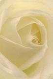 This evocative image brings you into the delicate heart of a cream-white rose, as if you're sheltered within its softly spiralling petals-each a study in quiet resilience and Morden's gentle spirit. The textured openness of the bloom invites the imagination to explore its whisper-light surface, reminiscent of the fragile calm that follows a light morning rain over the gardens near Morden South station. Subtle shadows curl within the silken ivory folds, adding serene depth and tranquil drama that seem to hold the promise of new beginnings or moments of peace. The atmosphere echoes the hush of an early weekend morning, or the quiet devotion shared through a carefully chosen bouquet. As seen through a florist's eyes, this rose emerges as the clearest symbol of reverence and heartfelt sincerity-ideal for delivering not only admiration or sympathy, but also hope. Its understated perfume lingers in thought, delicate yet unmistakable, capturing the artistry and care invested by Morden's local florists in every meaningful gesture.